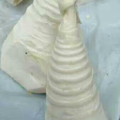 玉林市容县批发市场竹笋 25~30cm批发_封桂金