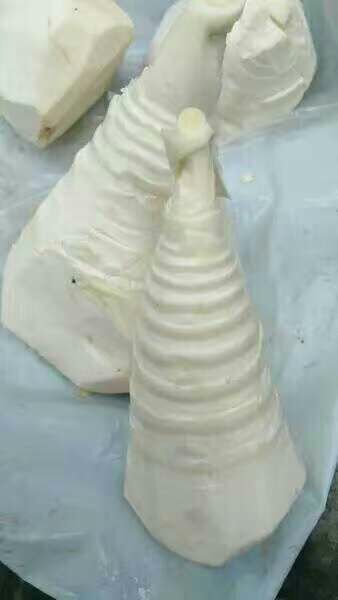 玉林市容县批发市场竹笋 25~30cm批发_封桂金