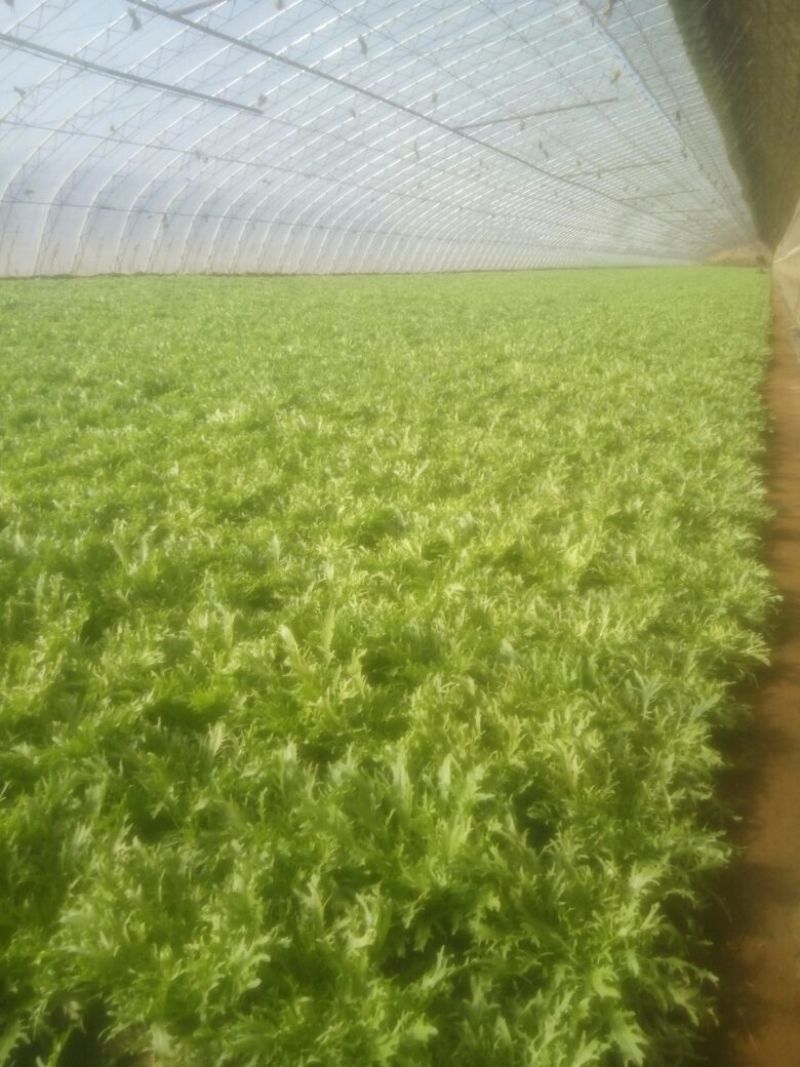 苦苣菜10~12厘米