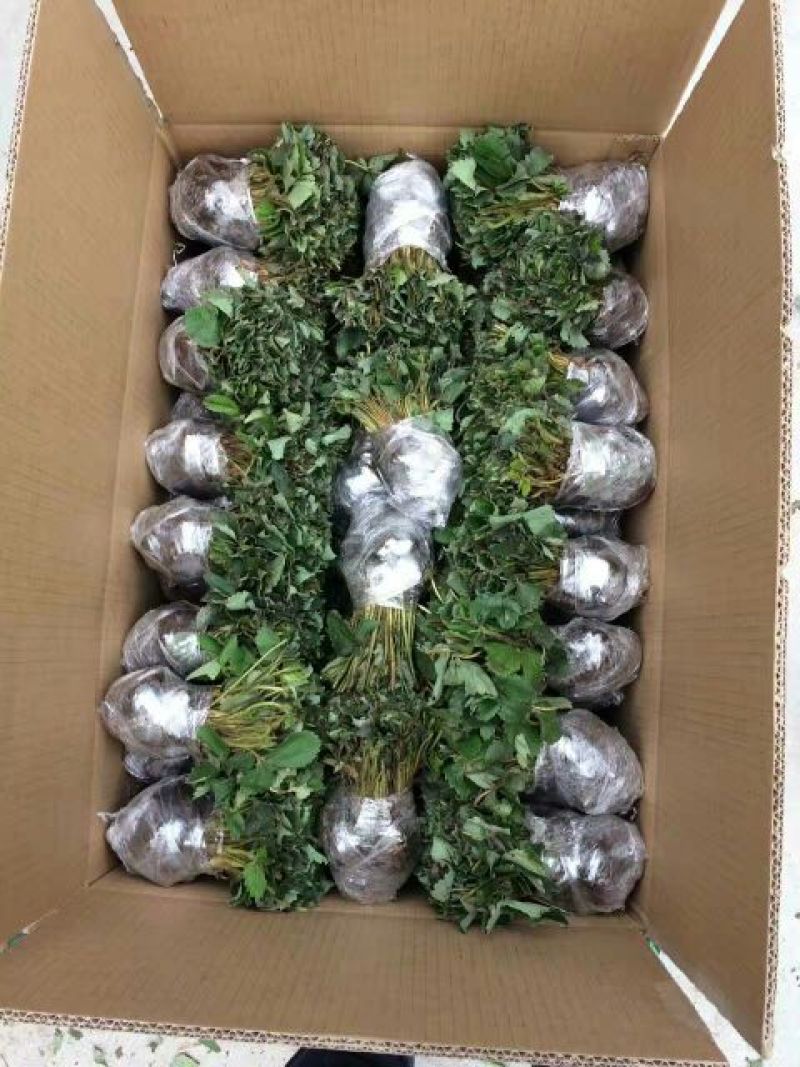草莓苗
