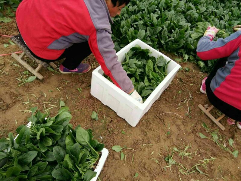 全能菠菜15~20厘米