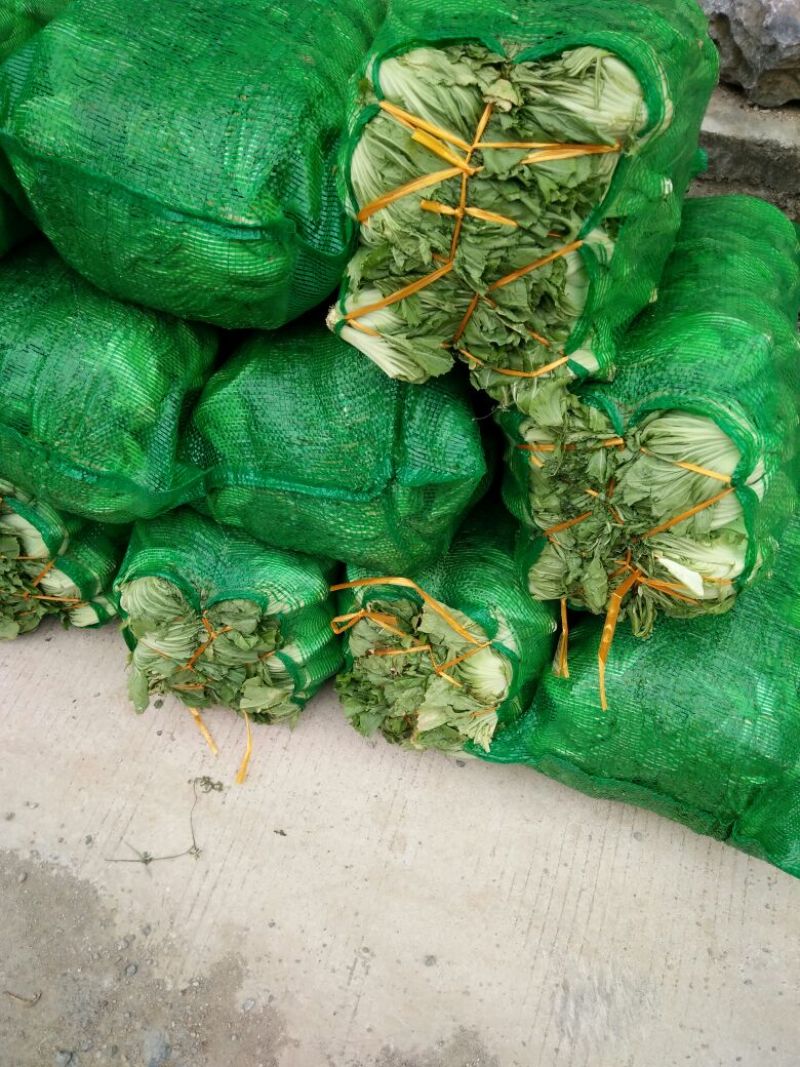 包心芥菜5两以上！产地直接发货
