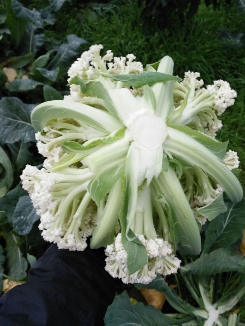 白花菜散装