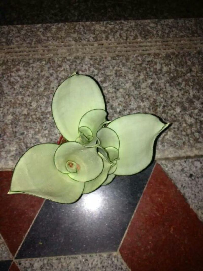 虎皮兰