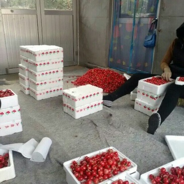 樱桃