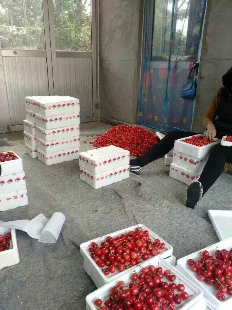 樱桃