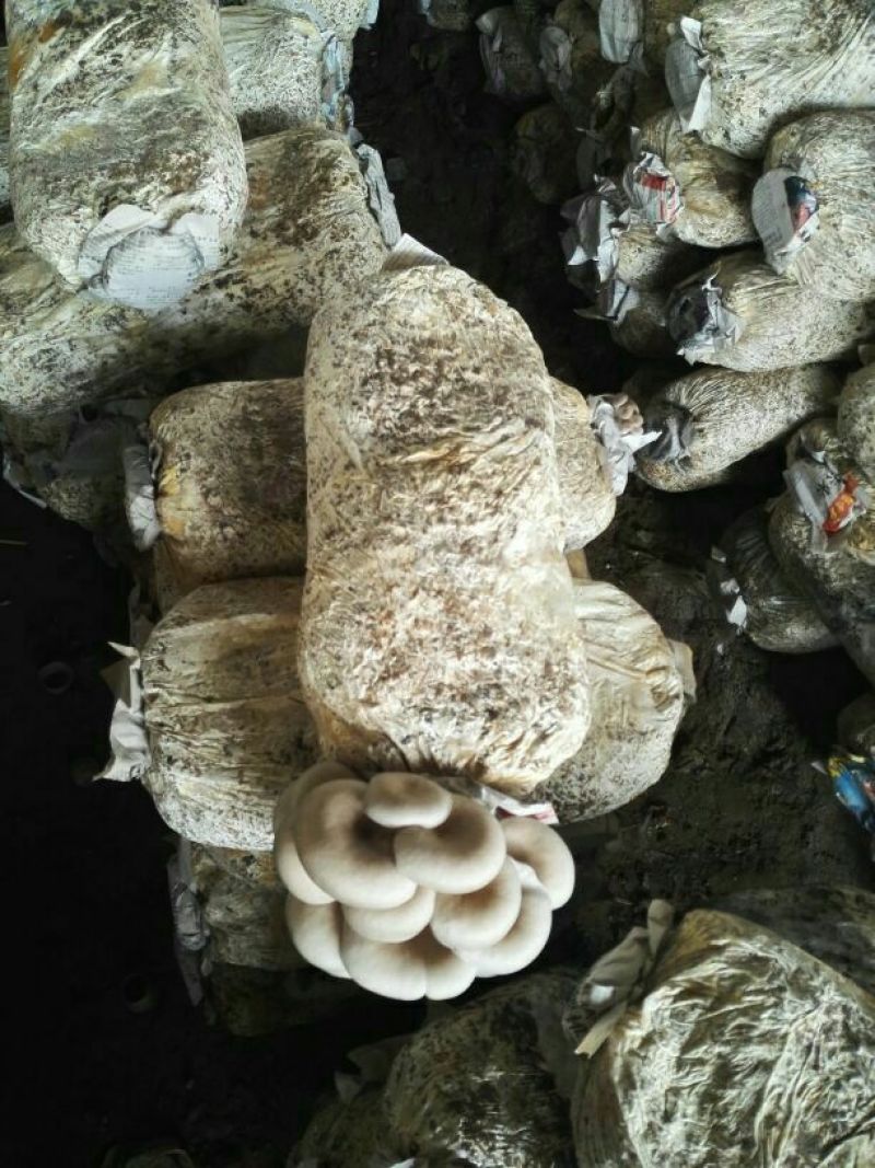 平菇熟料菌棒产量高量大从优物美价廉