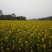 菜油