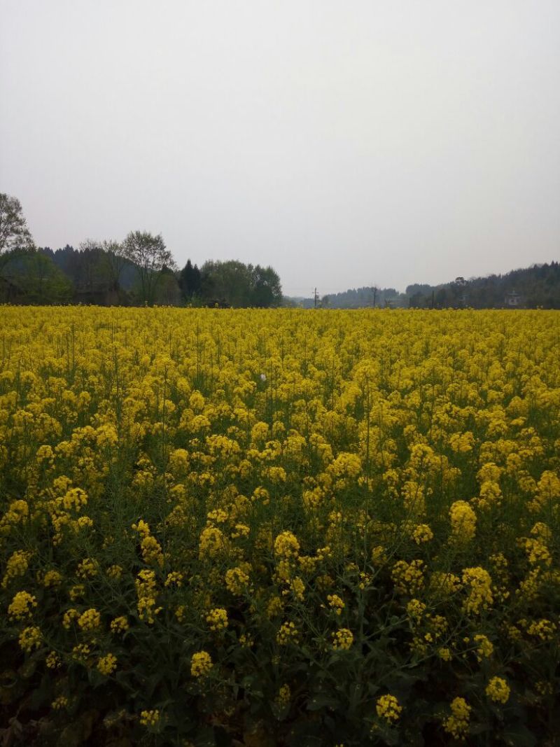 菜油