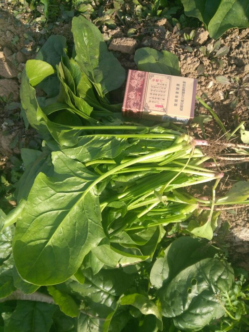 菠菜20~25厘米