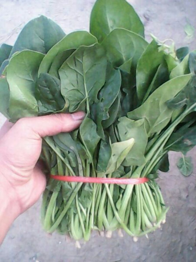名门菠菜