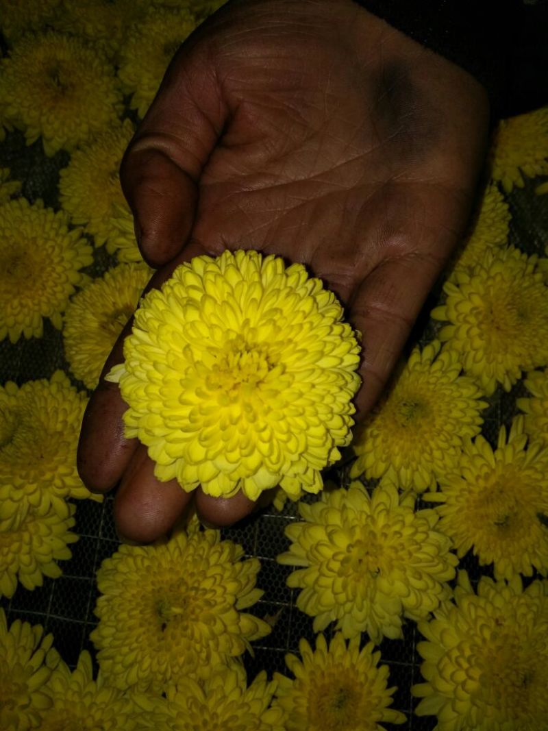 杭州白菊散装