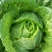 大白菜4-6斤，每年4—8月春白菜，10月—次年冬白菜