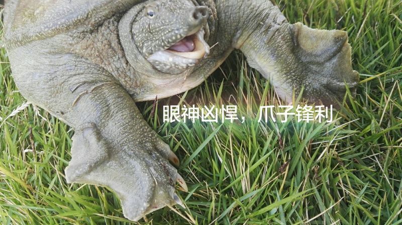 生态甲鱼2.5~3斤