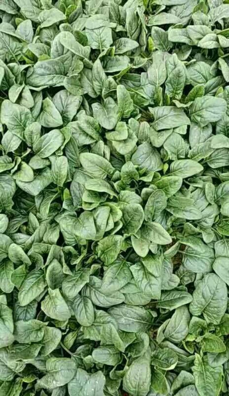 大叶菠菜20~25厘米