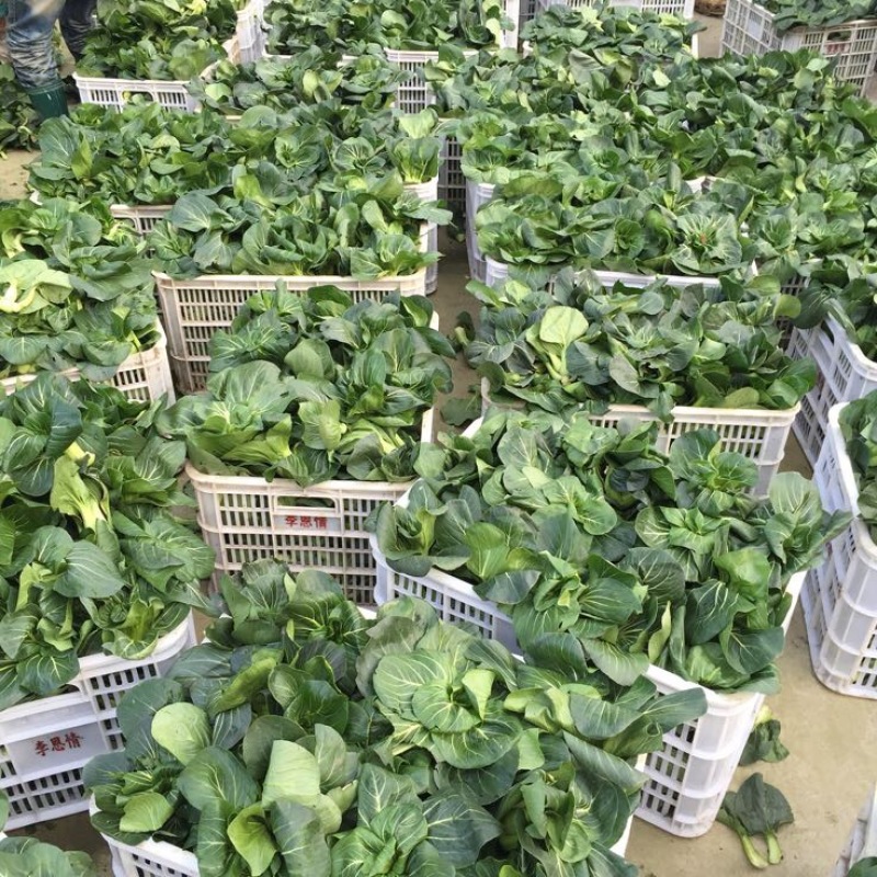 精品矮脚黑青菜，苏州青，太湖菜