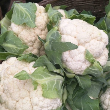 白花菜包装