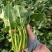 黑叶菠菜20~25厘米