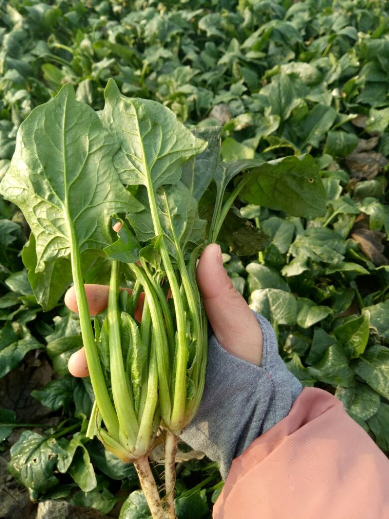 黑叶菠菜20~25厘米