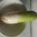 青萝卜1~1.5斤起
