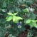 蓝莓10~12mm以上