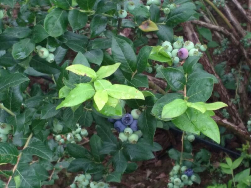 蓝莓10~12mm以上