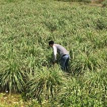 越南进口香茅新鲜泰国香茅草干大量有货