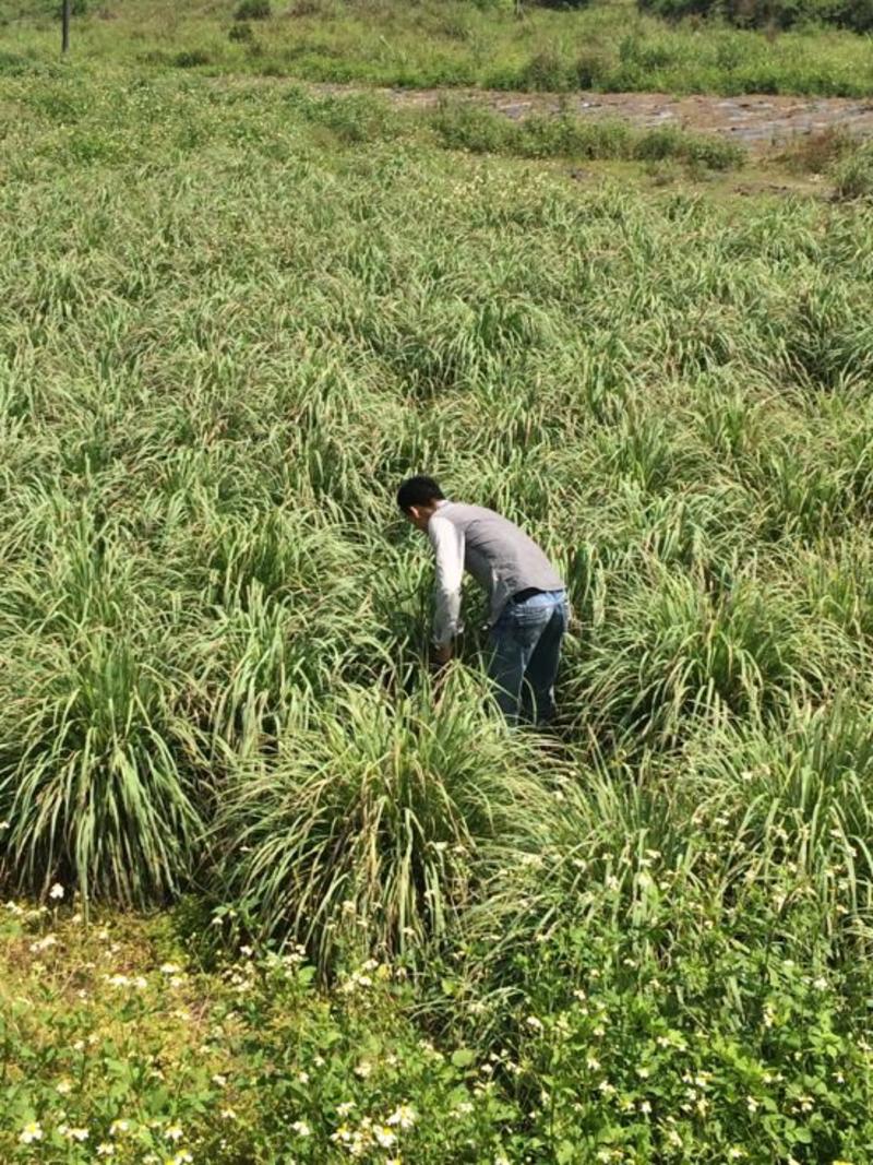 越南进口香茅新鲜泰国香茅草干大量有货