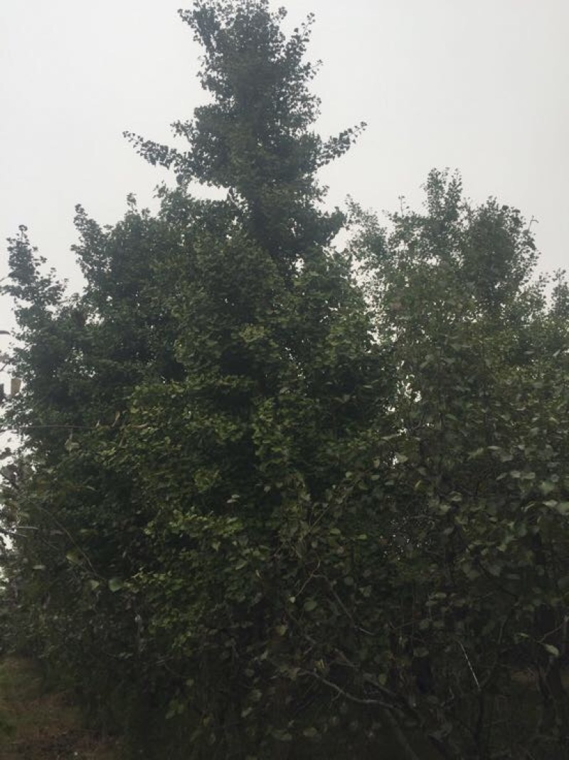 银杏树山东货源产地直销，精品树形，各种规格齐全
