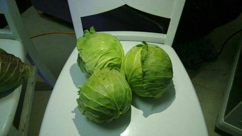 【实力推荐】优质特靓甘蓝2斤左右绿甘蓝精品质量常年