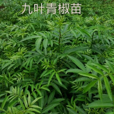 花椒苗1~2年