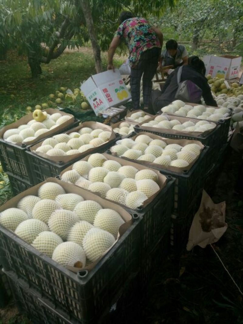 砀山梨300~350g光果