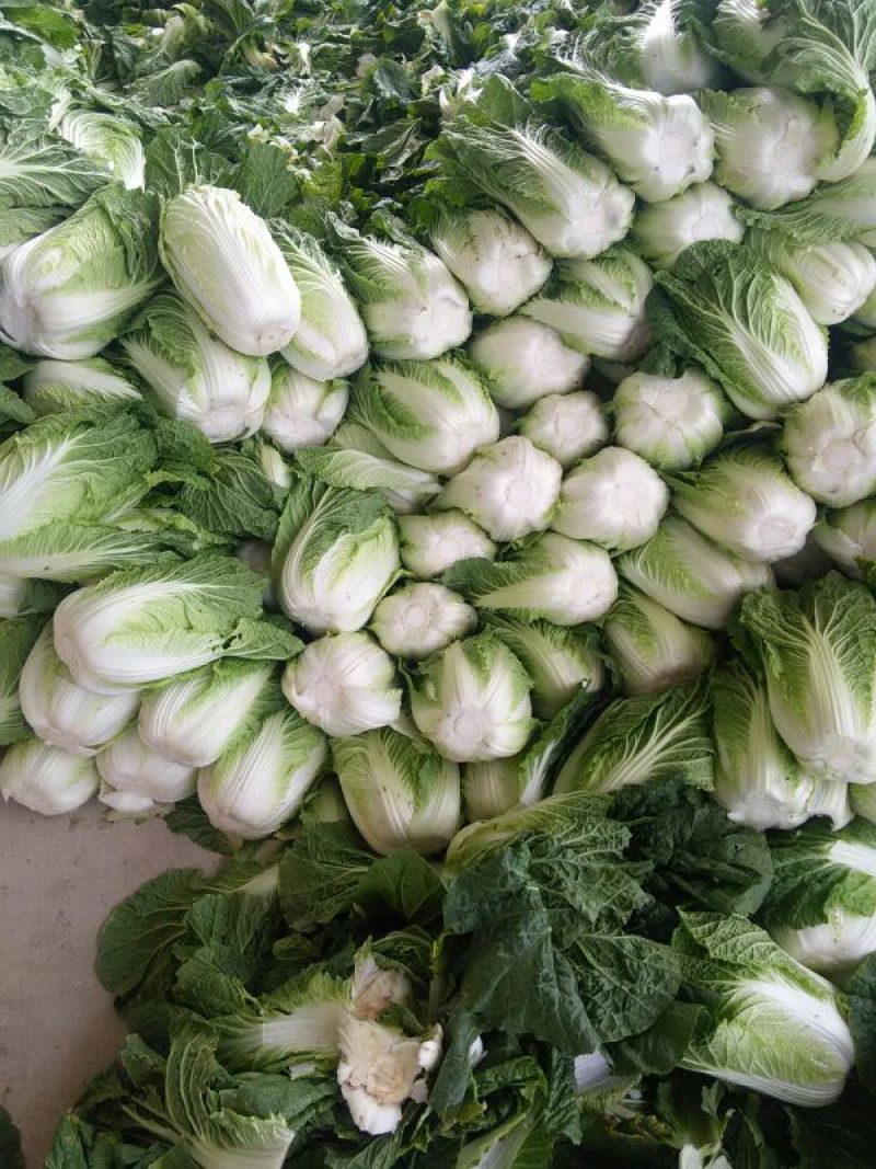 黄心大白菜，456斤大面积上市