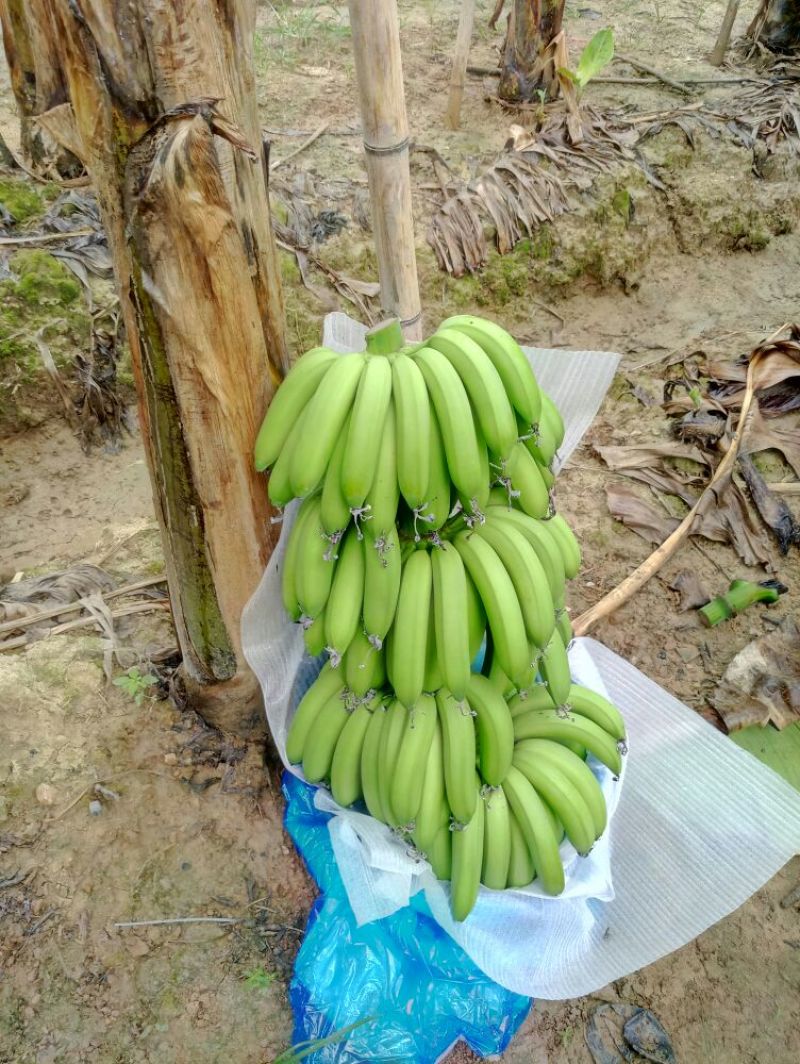 巴西香蕉八成熟