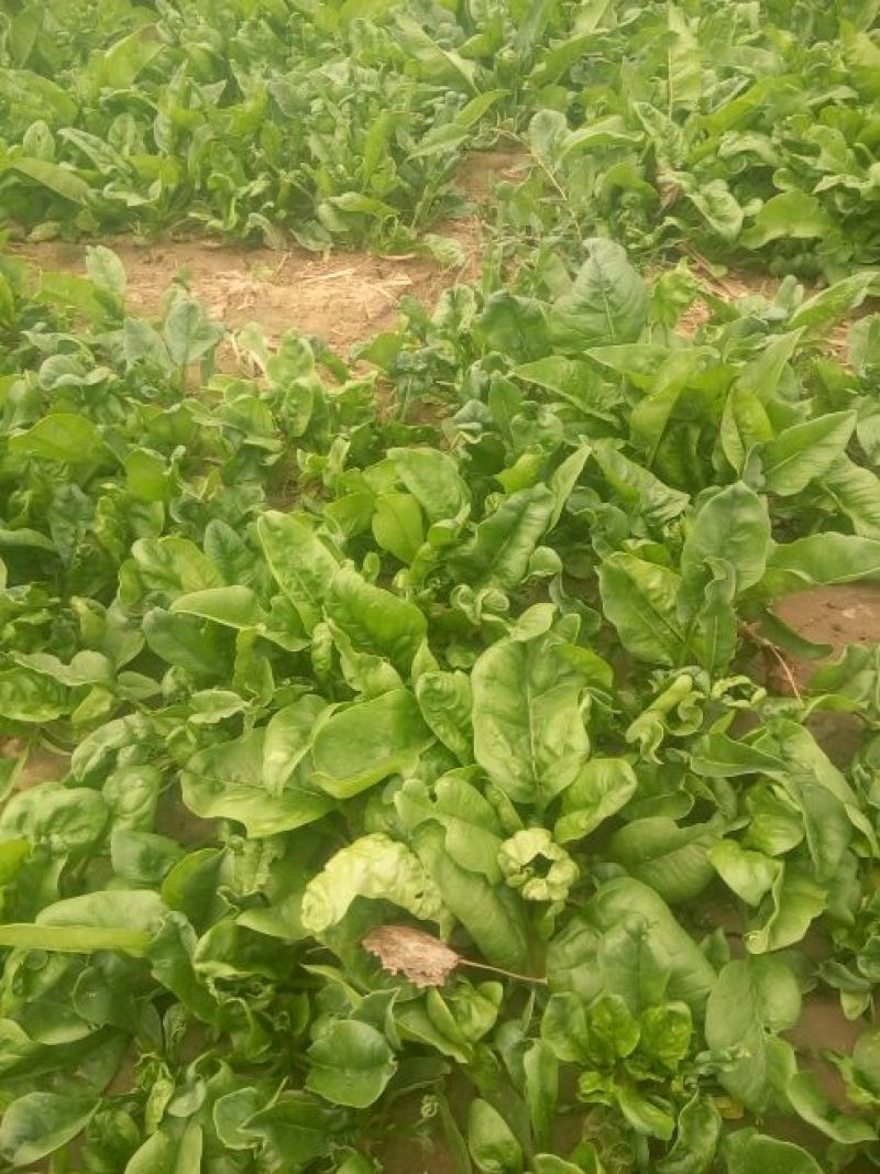 大叶菠菜20~25厘米