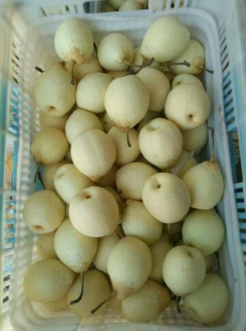 鸭梨200~250g纸袋