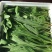 苦苣菜5~8厘米