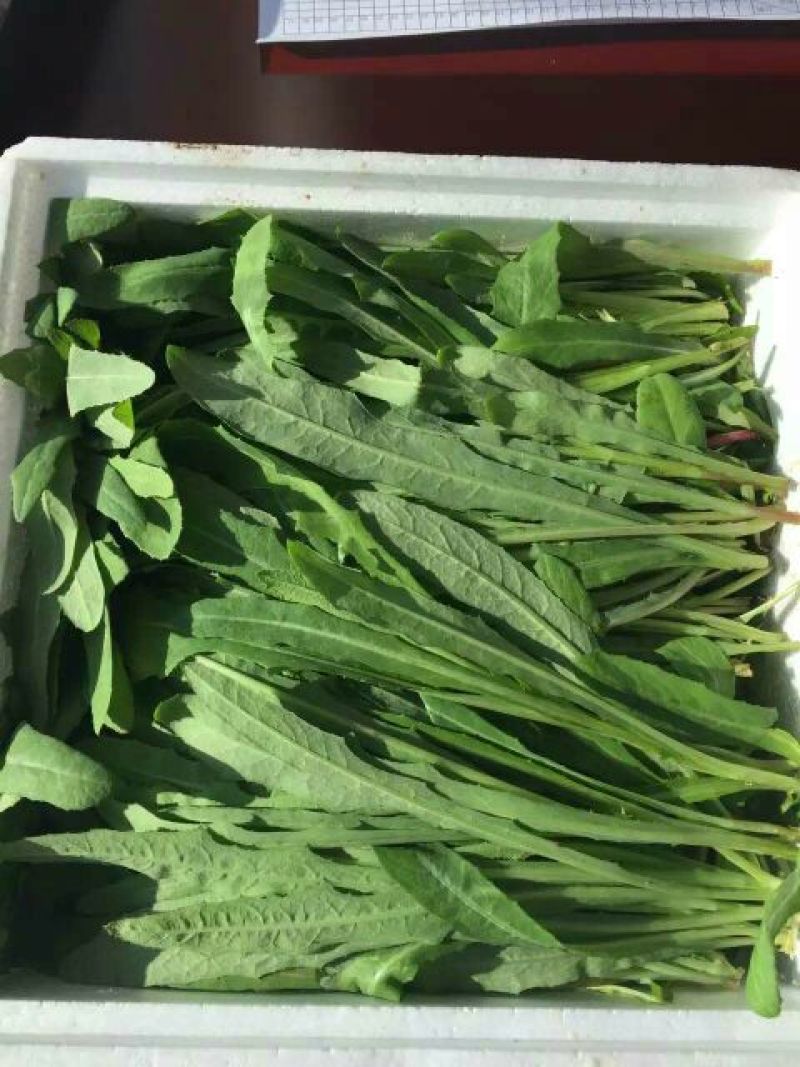 苦苣菜5~8厘米