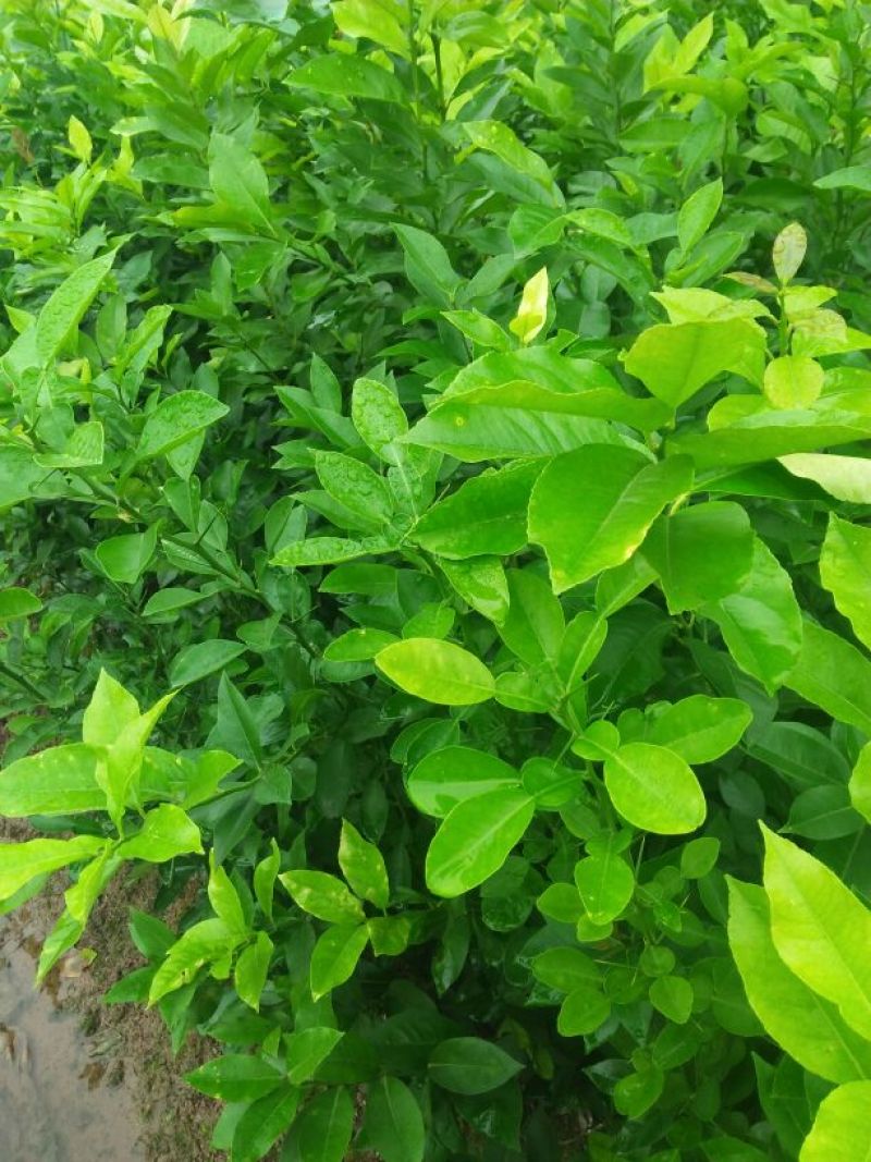 柠檬苗(基地直供，品种纯正，量大价优，苗高四十公分以上