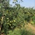 梨