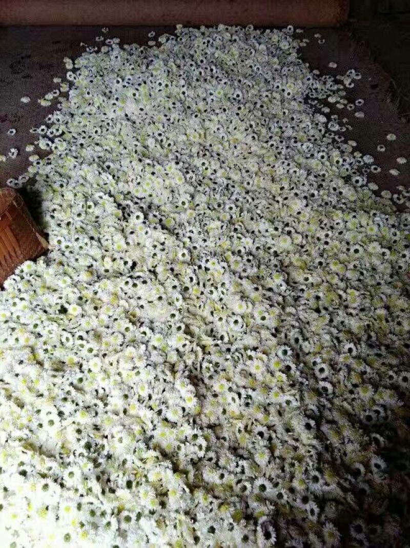 白菊花茶