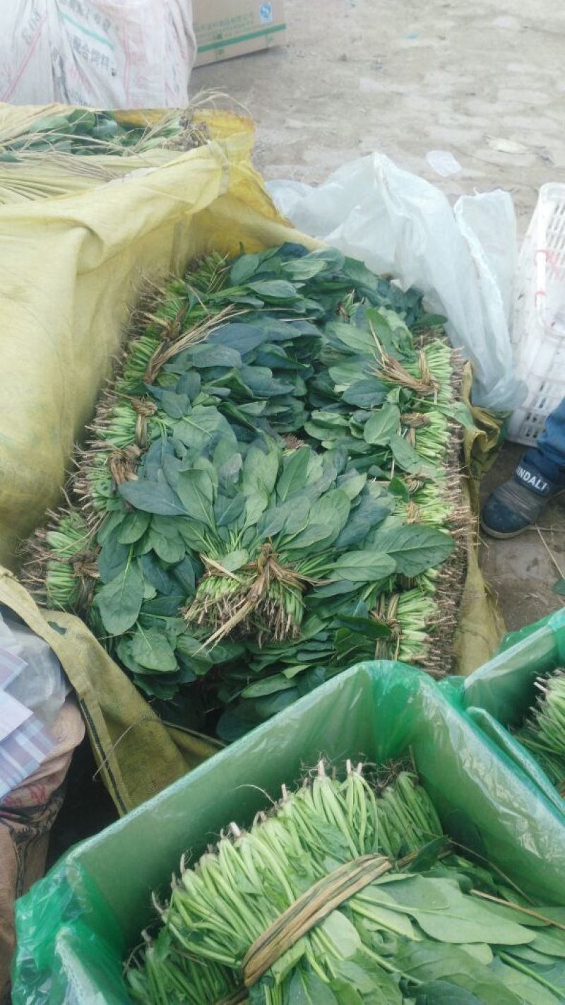 越冬菠菜25~30厘米