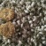 茉莉花苗10cm以下