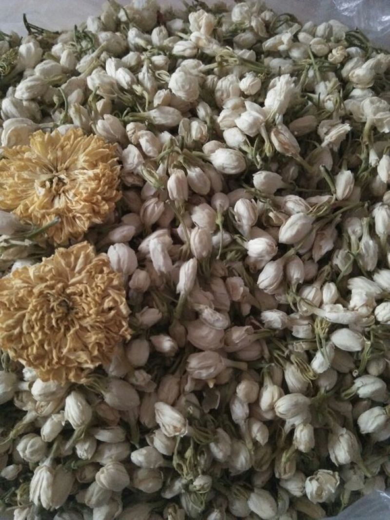 茉莉花苗10cm以下