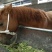 肉马100~200kg