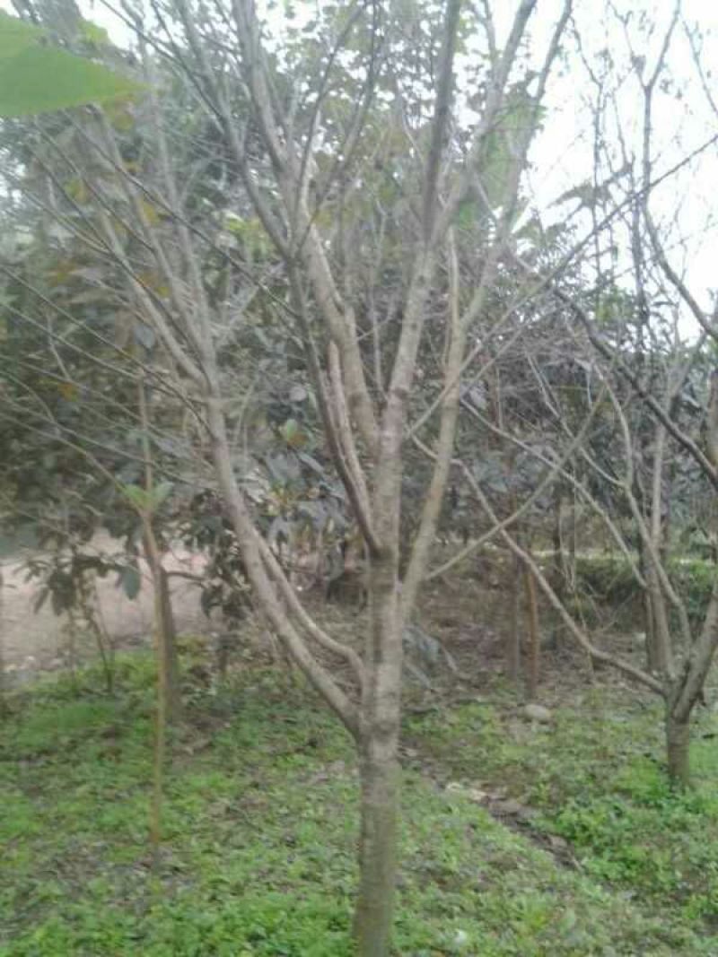 桃树8~10cm1.5~2米