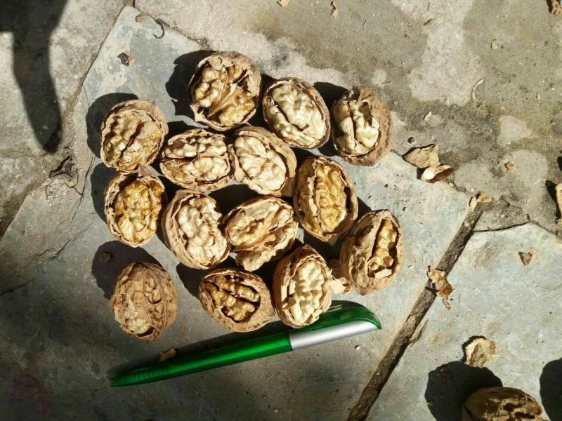 纸皮核桃25mm以下去皮干
