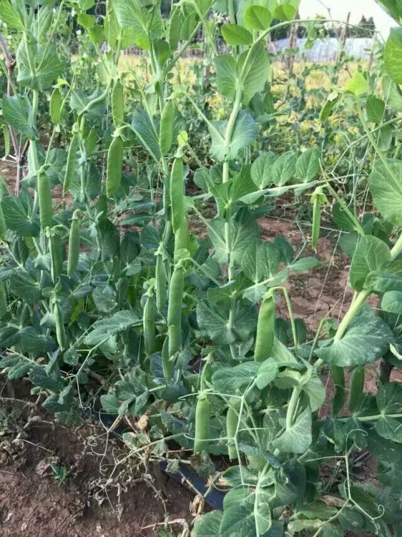 豌豆种子长寿豆种子山地大王豌豆种子
