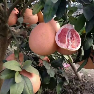 三红蜜柚苗