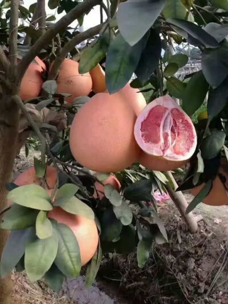三红蜜柚苗
